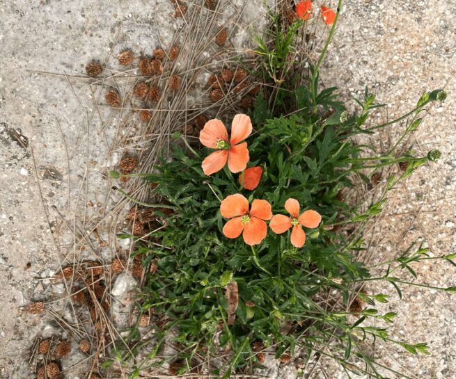 Orange flowers