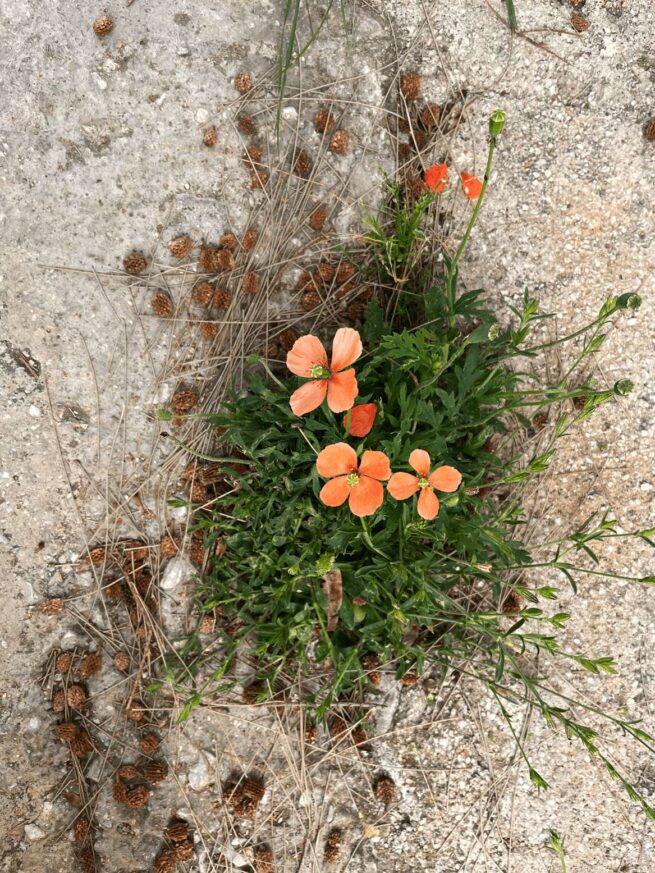 Orange flowers
