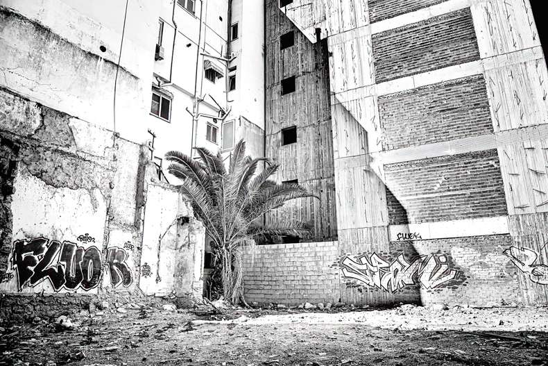 a palm tree between buildings